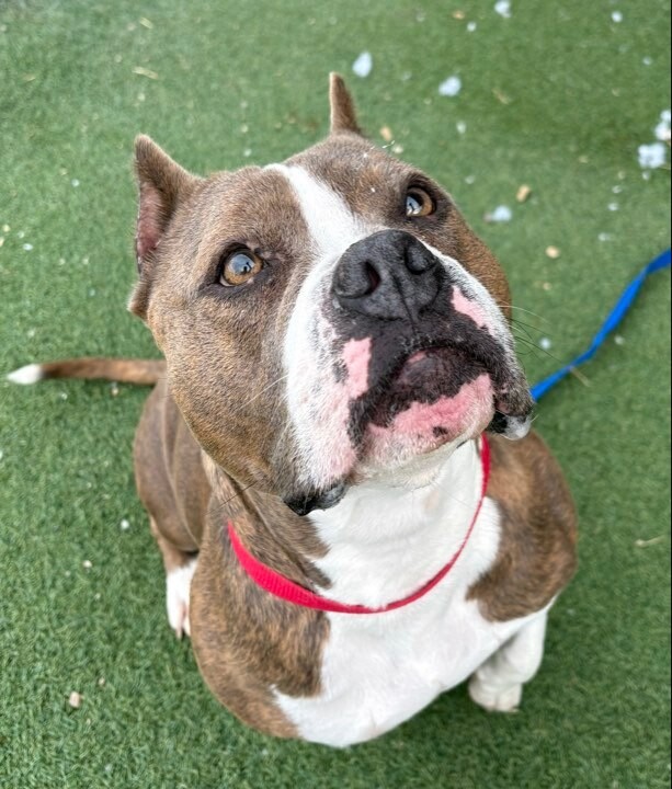 Picture of the Animal Listed