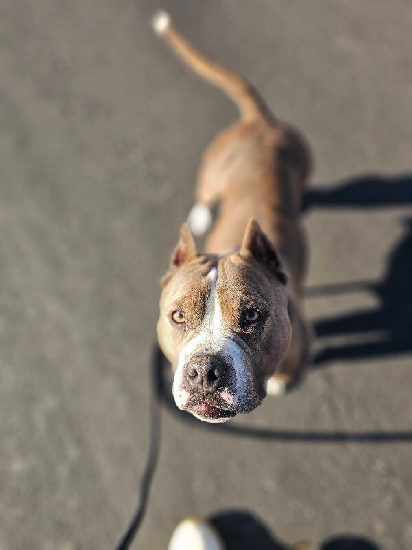 Picture of the Animal Listed