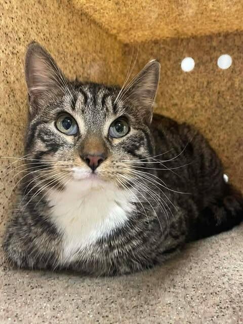 Picture of the Animal Listed