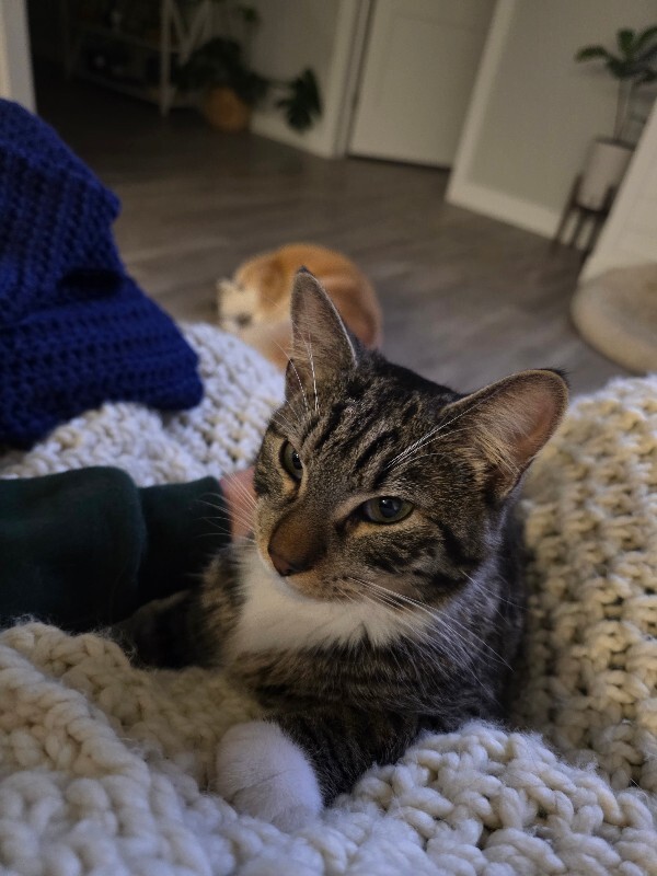 Picture of the Animal Listed