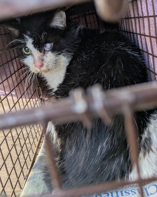 Picture of the Animal Listed