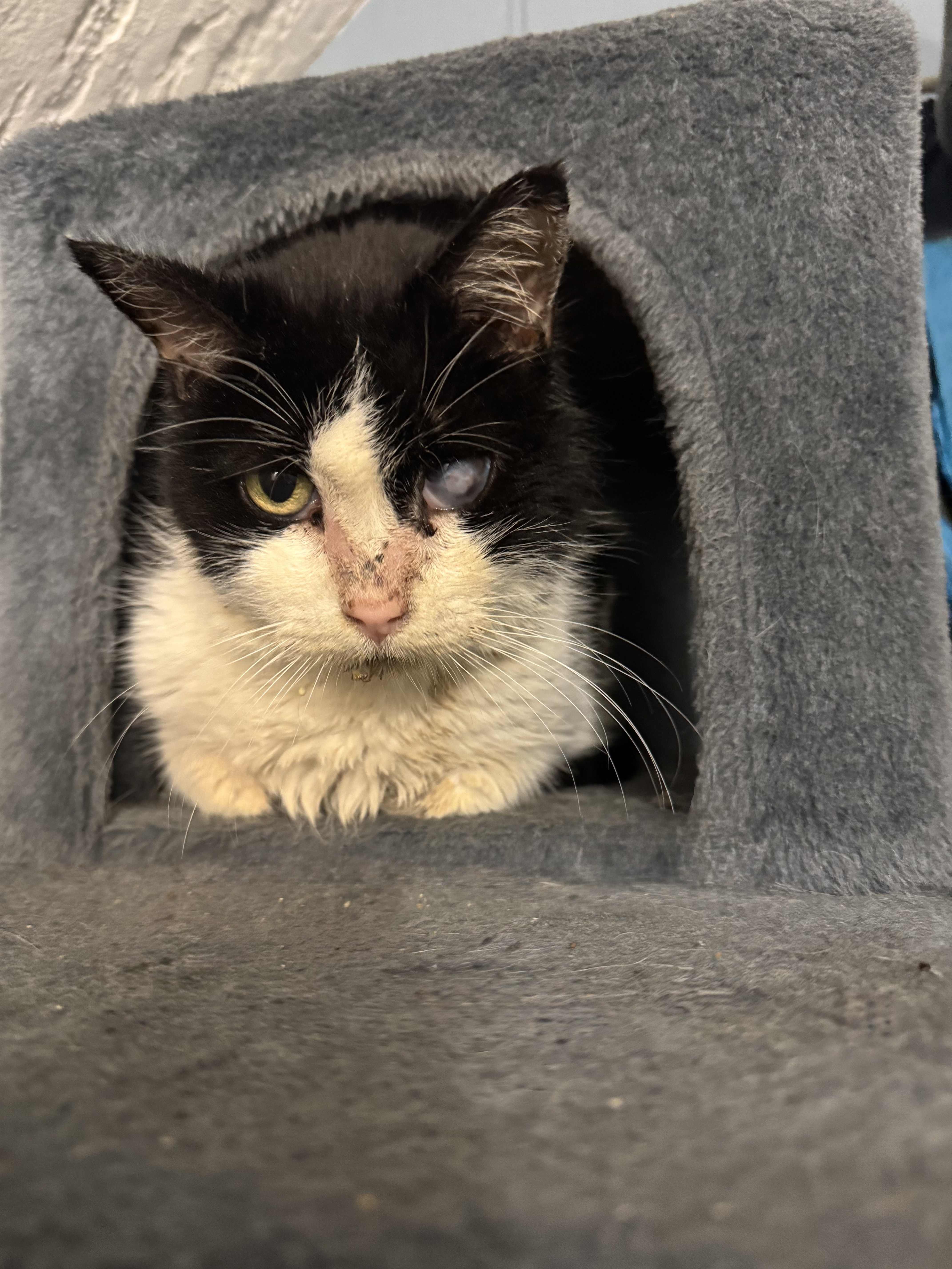 Picture of the Animal Listed