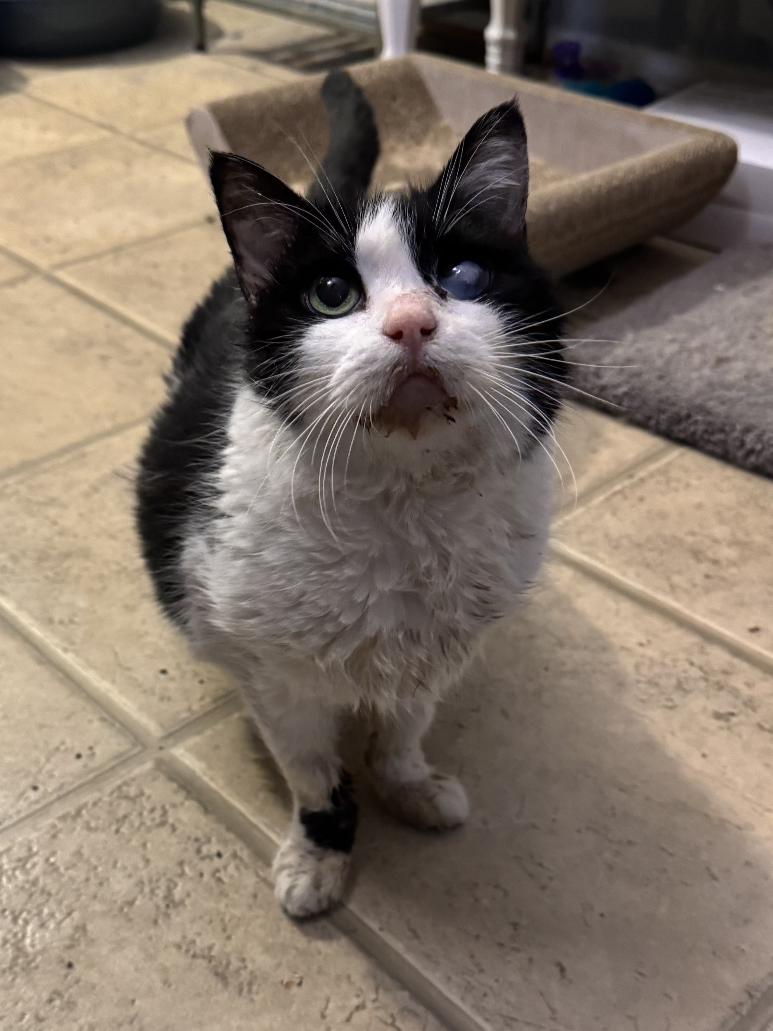 Picture of the Animal Listed