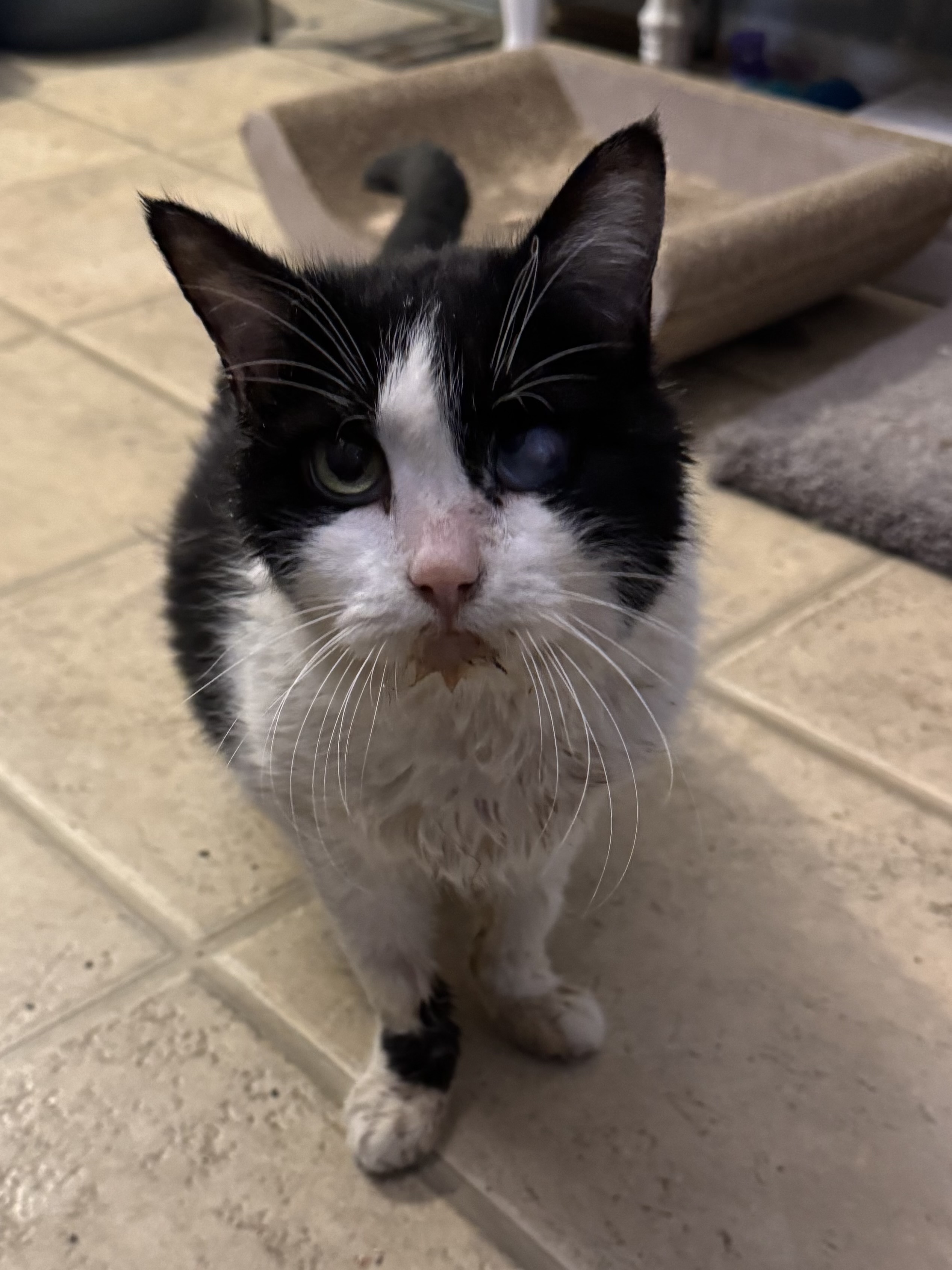 Picture of the Animal Listed