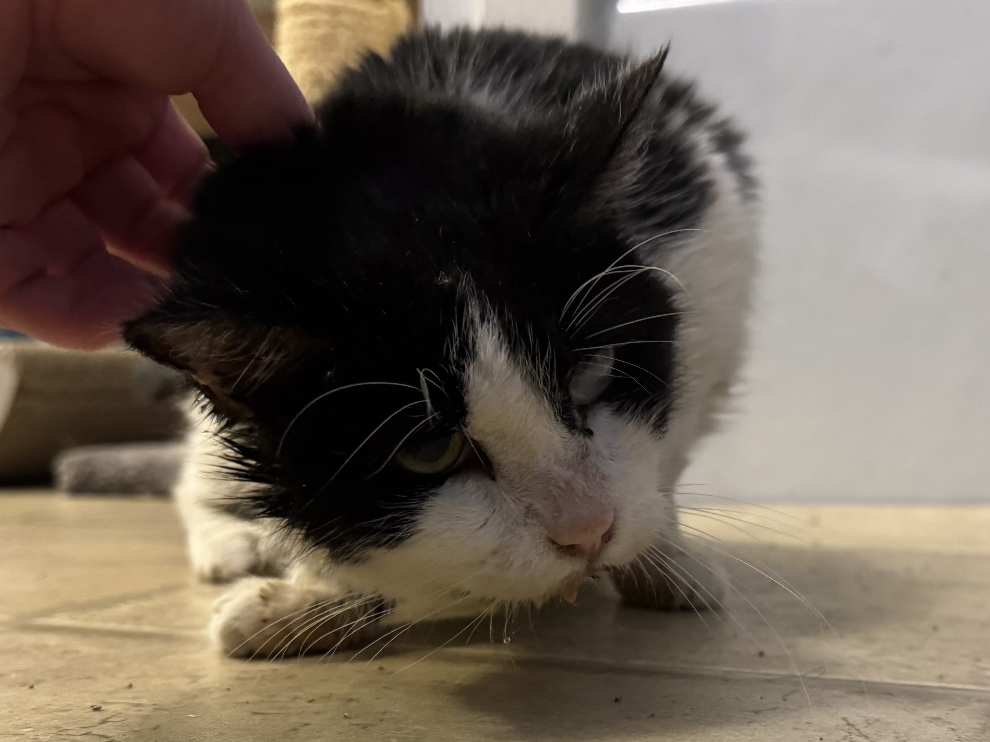 Picture of the Animal Listed