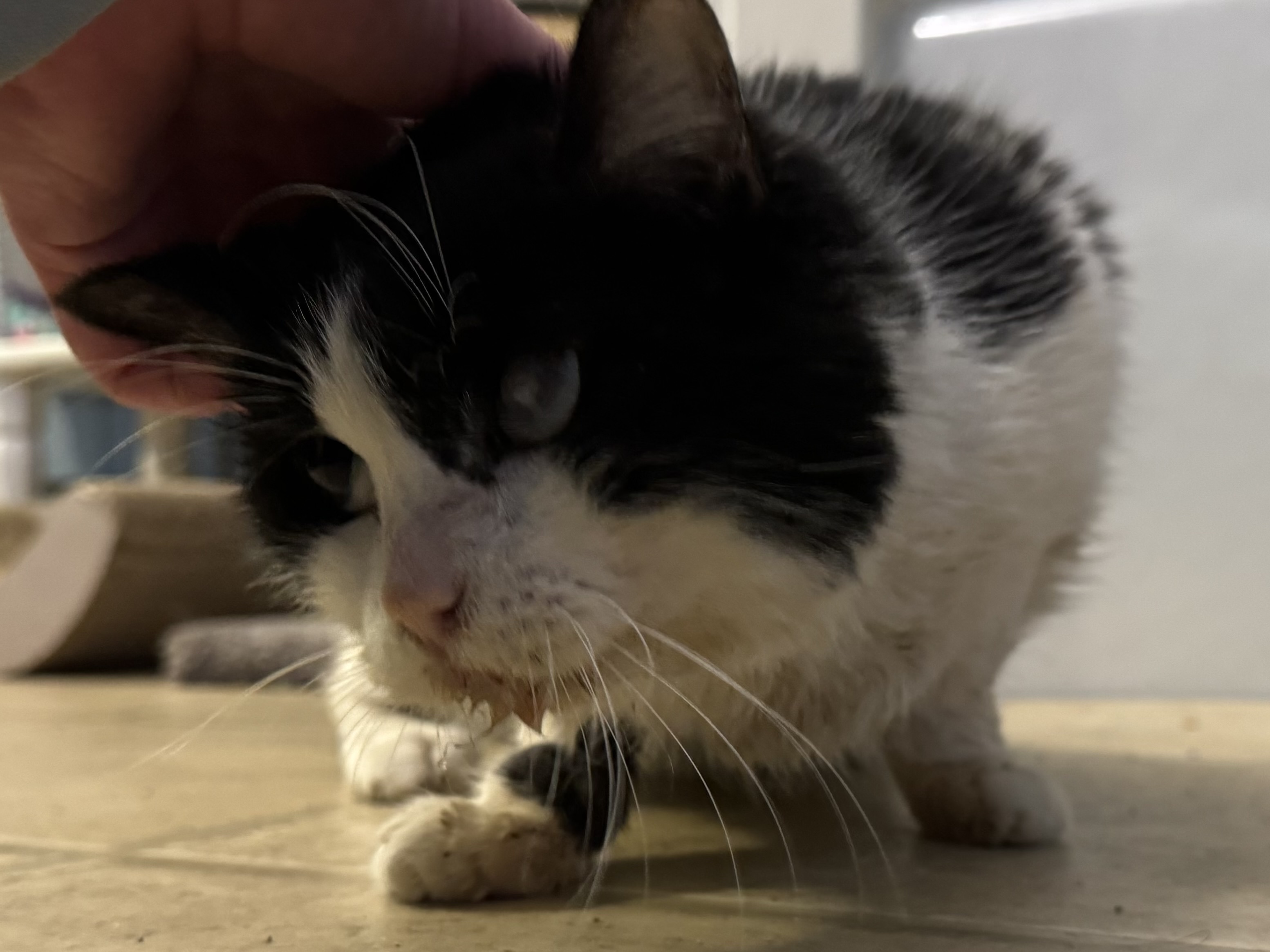 Picture of the Animal Listed