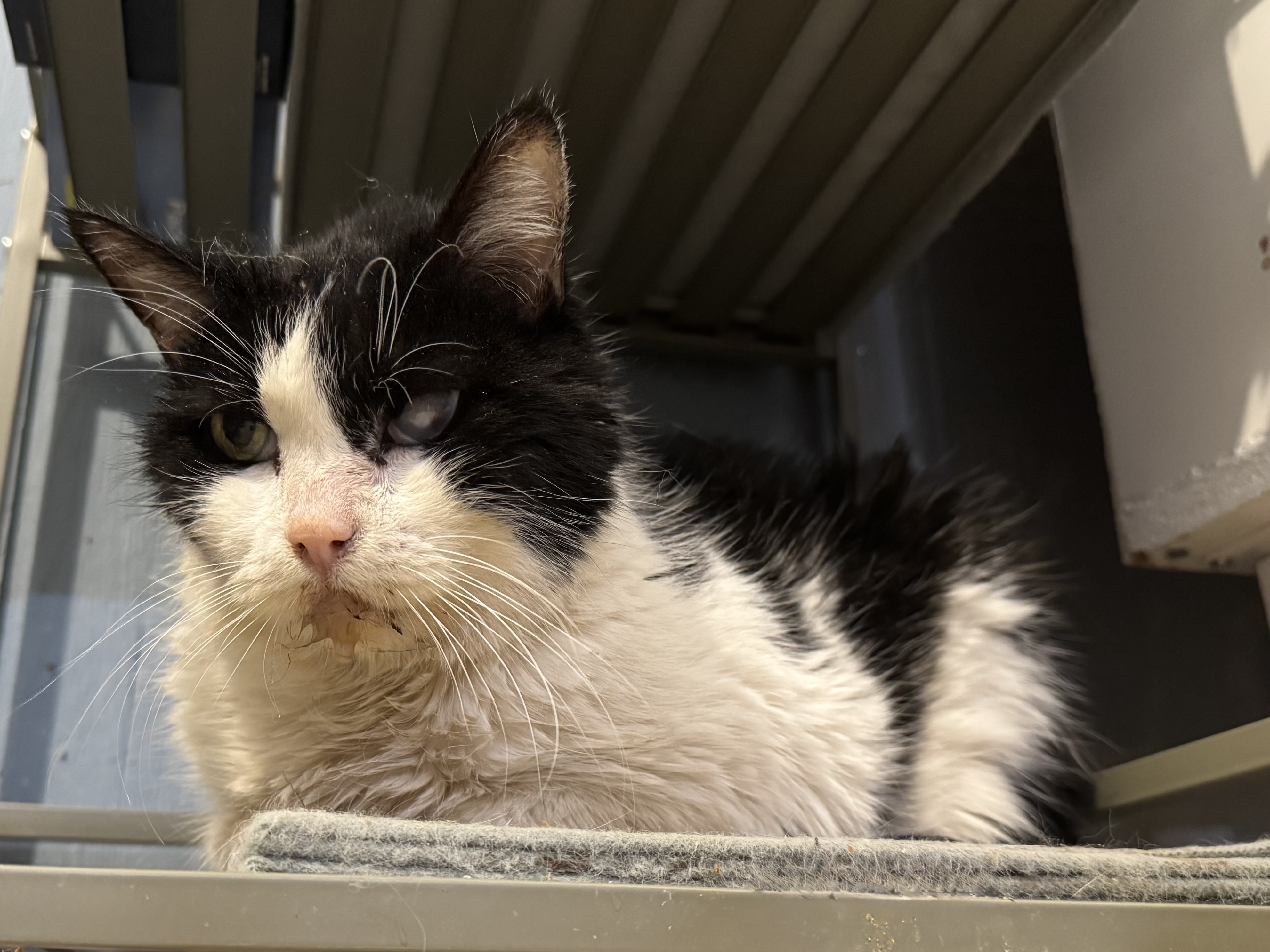 Picture of the Animal Listed