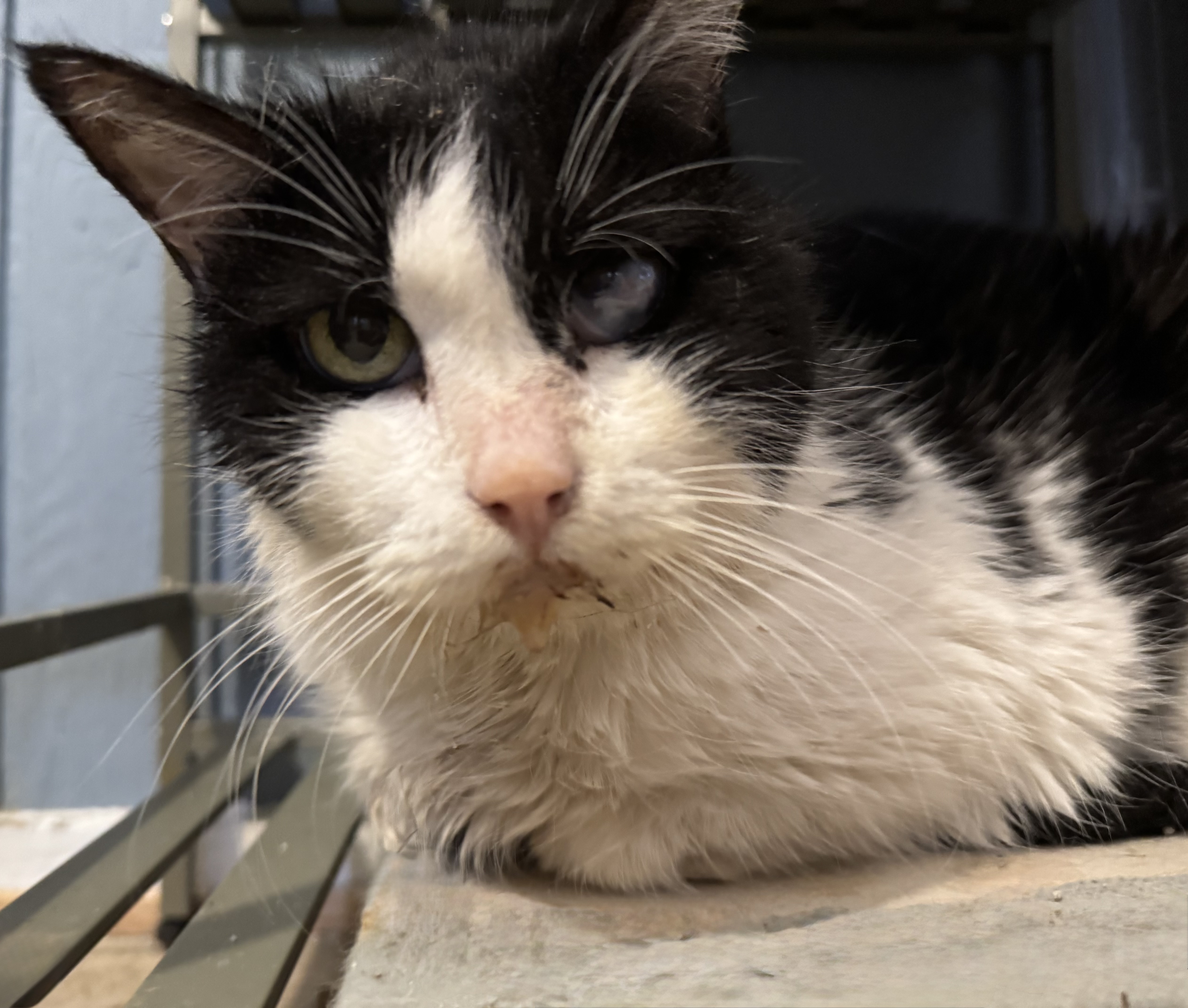 Picture of the Animal Listed