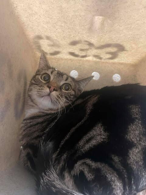 Picture of the Animal Listed