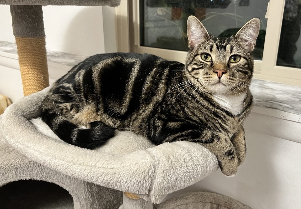 Picture of the Animal Listed