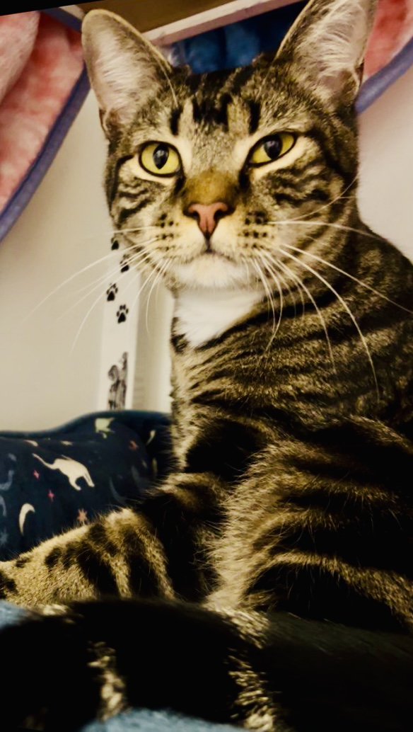 Picture of the Animal Listed