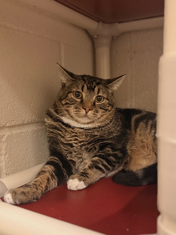 Picture of the Animal Listed