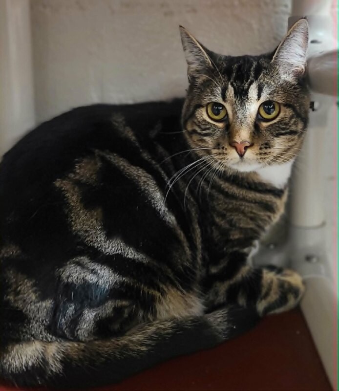 Picture of the Animal Listed