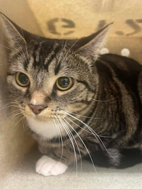 Picture of the Animal Listed