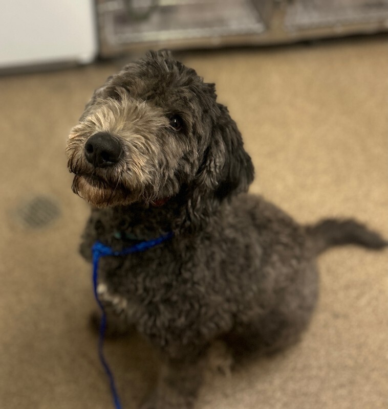 Picture of the Animal Listed