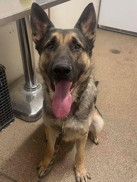 Picture of the Animal Listed