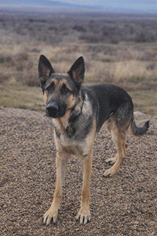 Picture of the Animal Listed