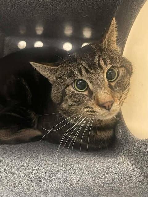 Picture of the Animal Listed