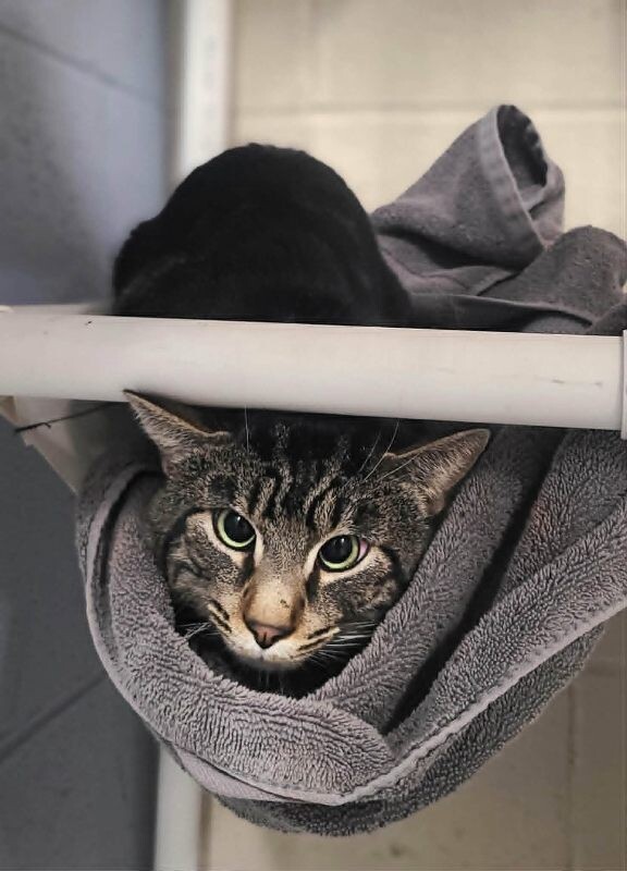 Picture of the Animal Listed