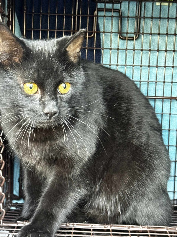 Picture of the Animal Listed