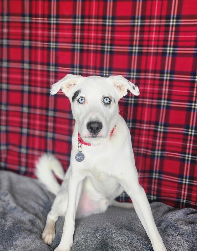 Picture of the Animal Listed