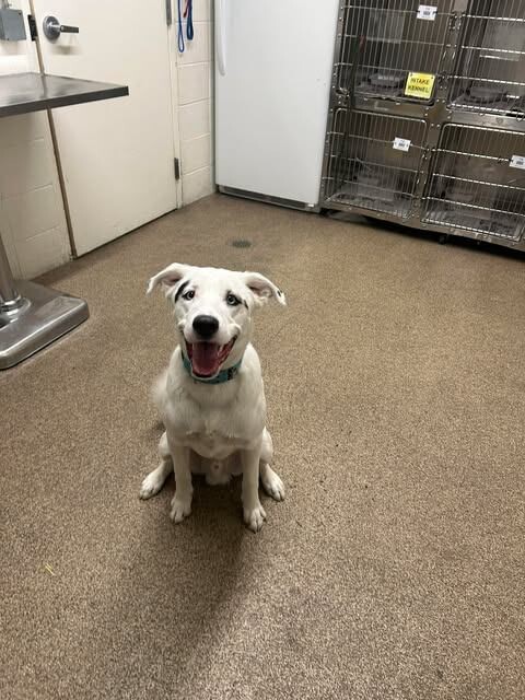 Picture of the Animal Listed