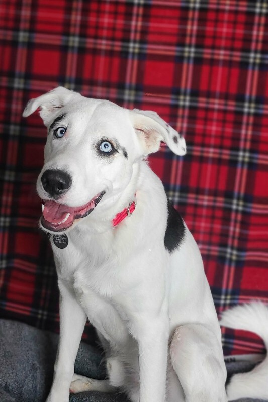 Picture of the Animal Listed