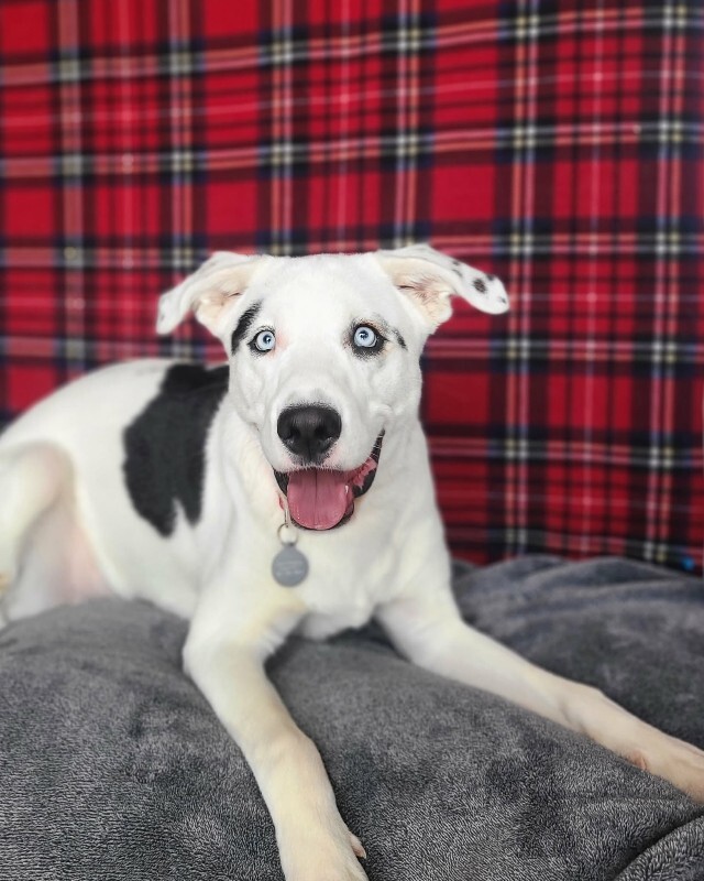 Picture of the Animal Listed