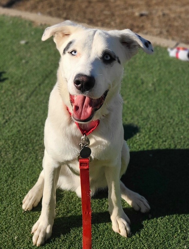 Picture of the Animal Listed