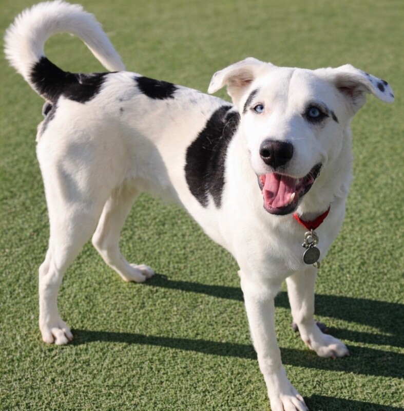 Picture of the Animal Listed