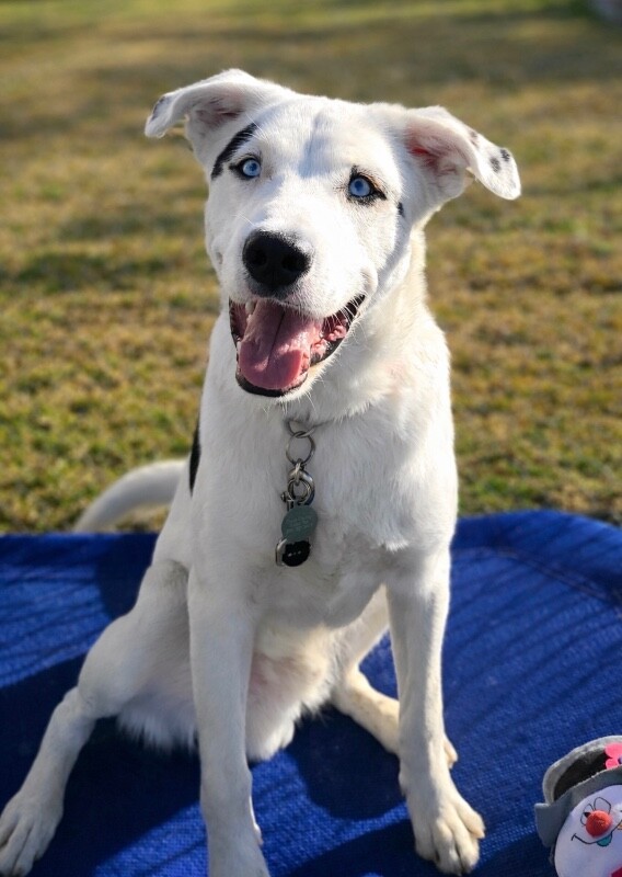 Picture of the Animal Listed