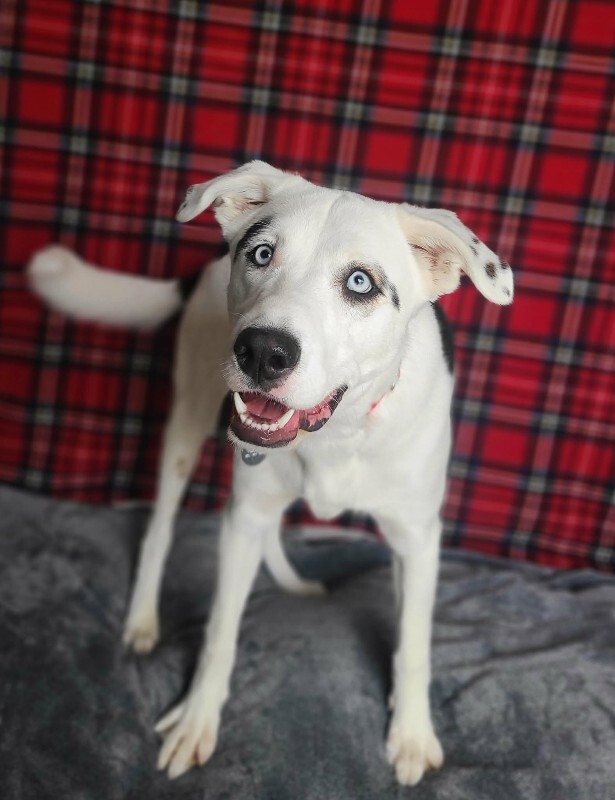 Picture of the Animal Listed