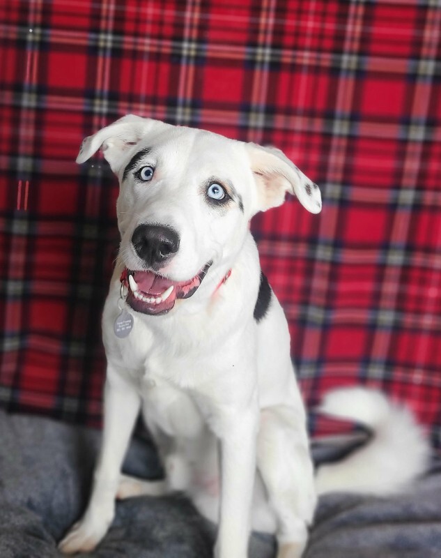 Picture of the Animal Listed