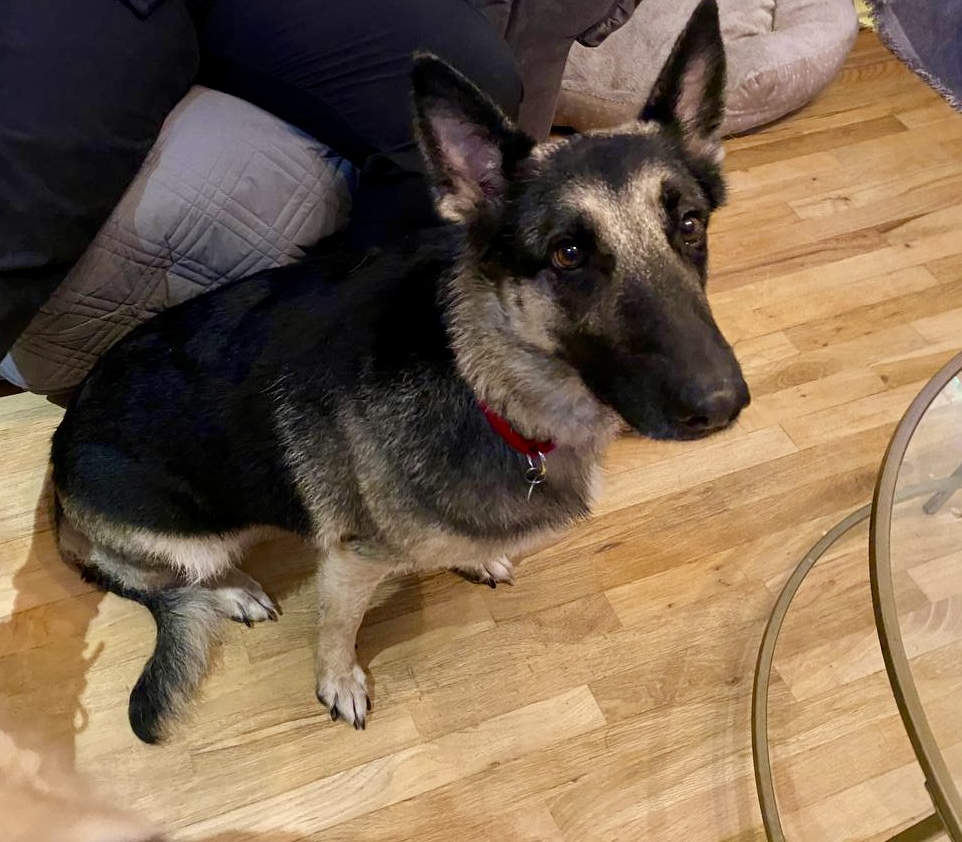 Picture of the Animal Listed