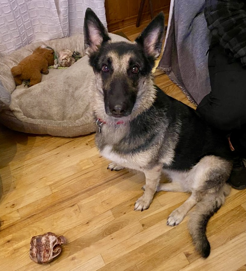 Picture of the Animal Listed