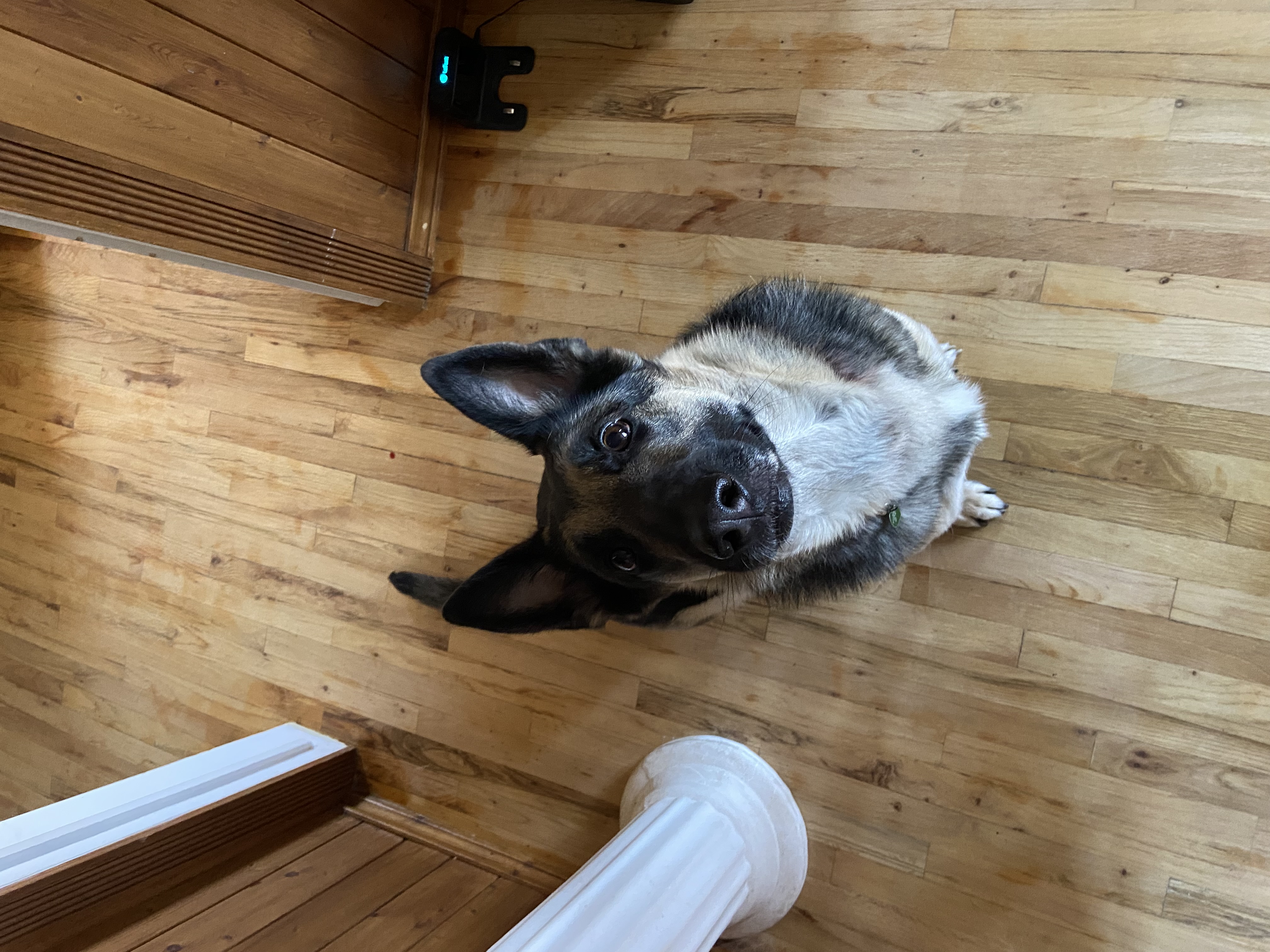 Picture of the Animal Listed