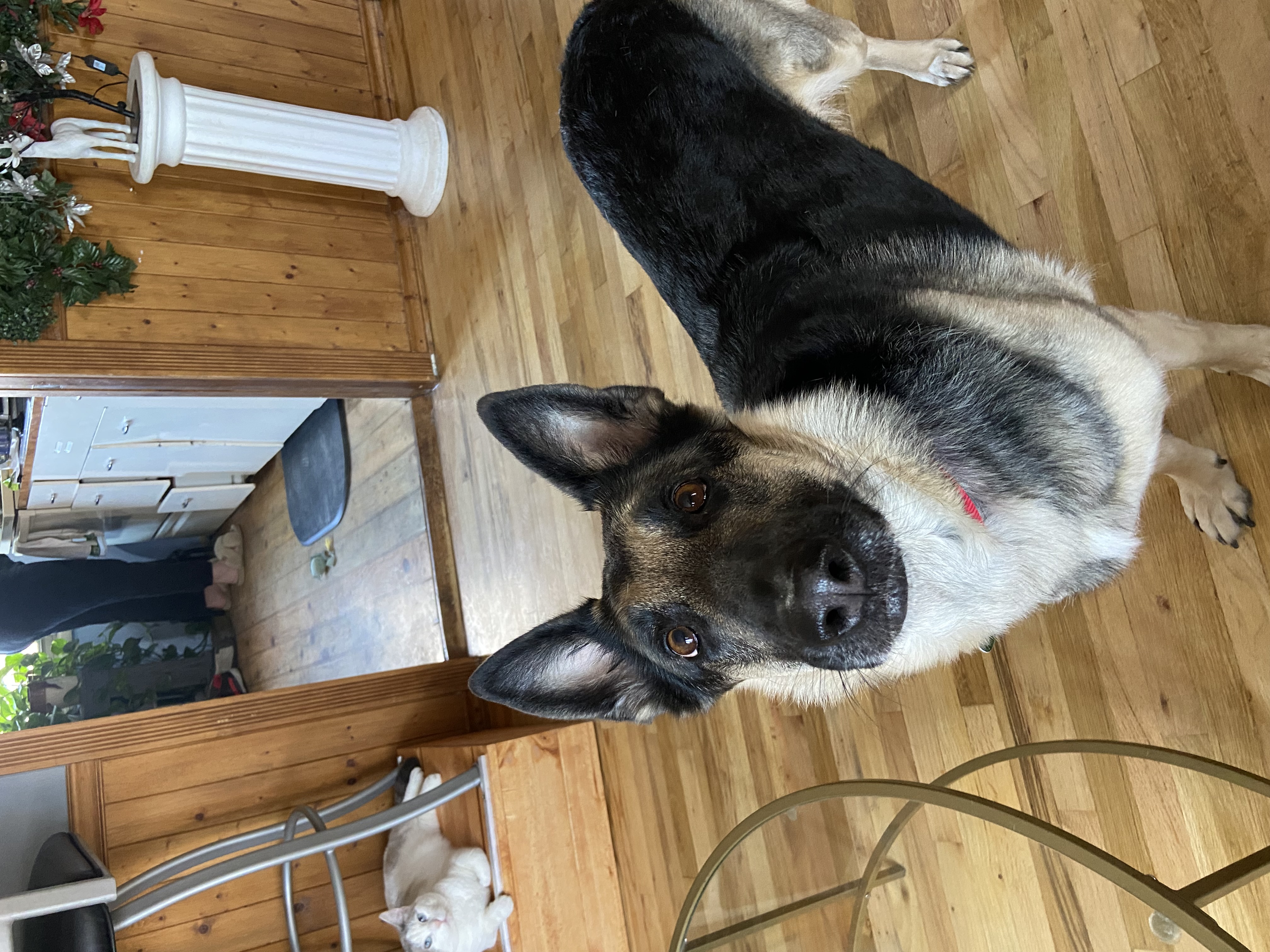 Picture of the Animal Listed