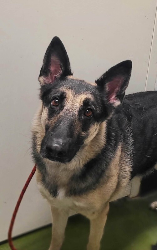 Picture of the Animal Listed