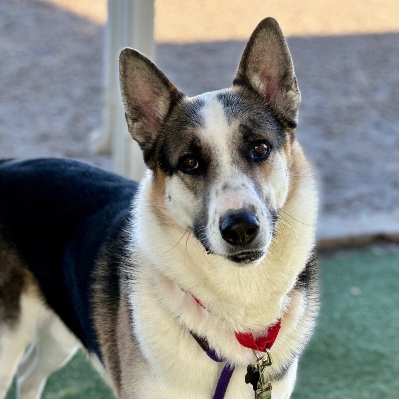 Picture of the Animal Listed