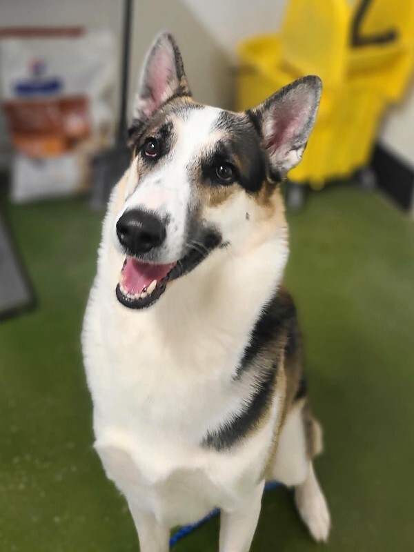 Picture of the Animal Listed