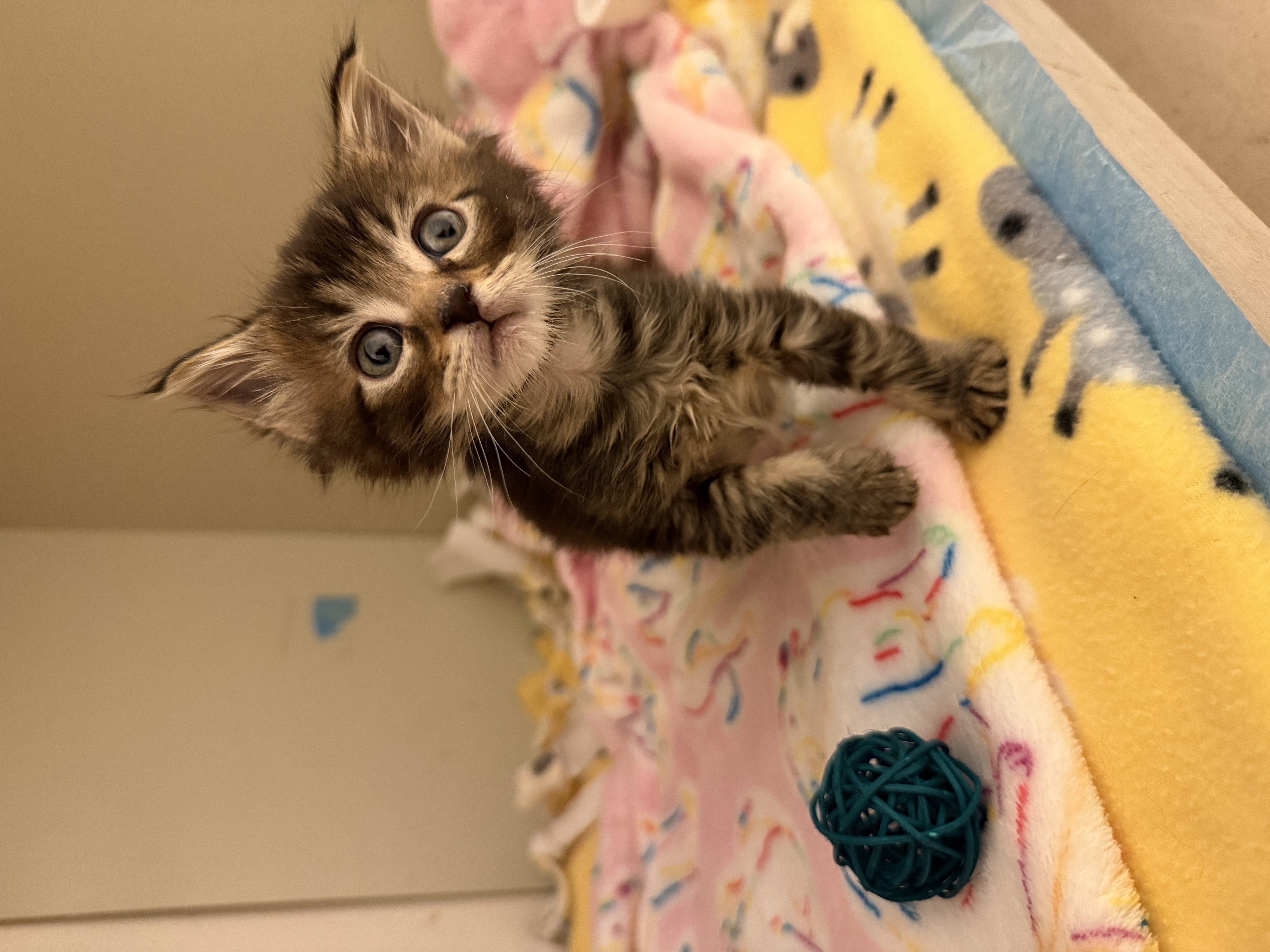 Picture of the Animal Listed