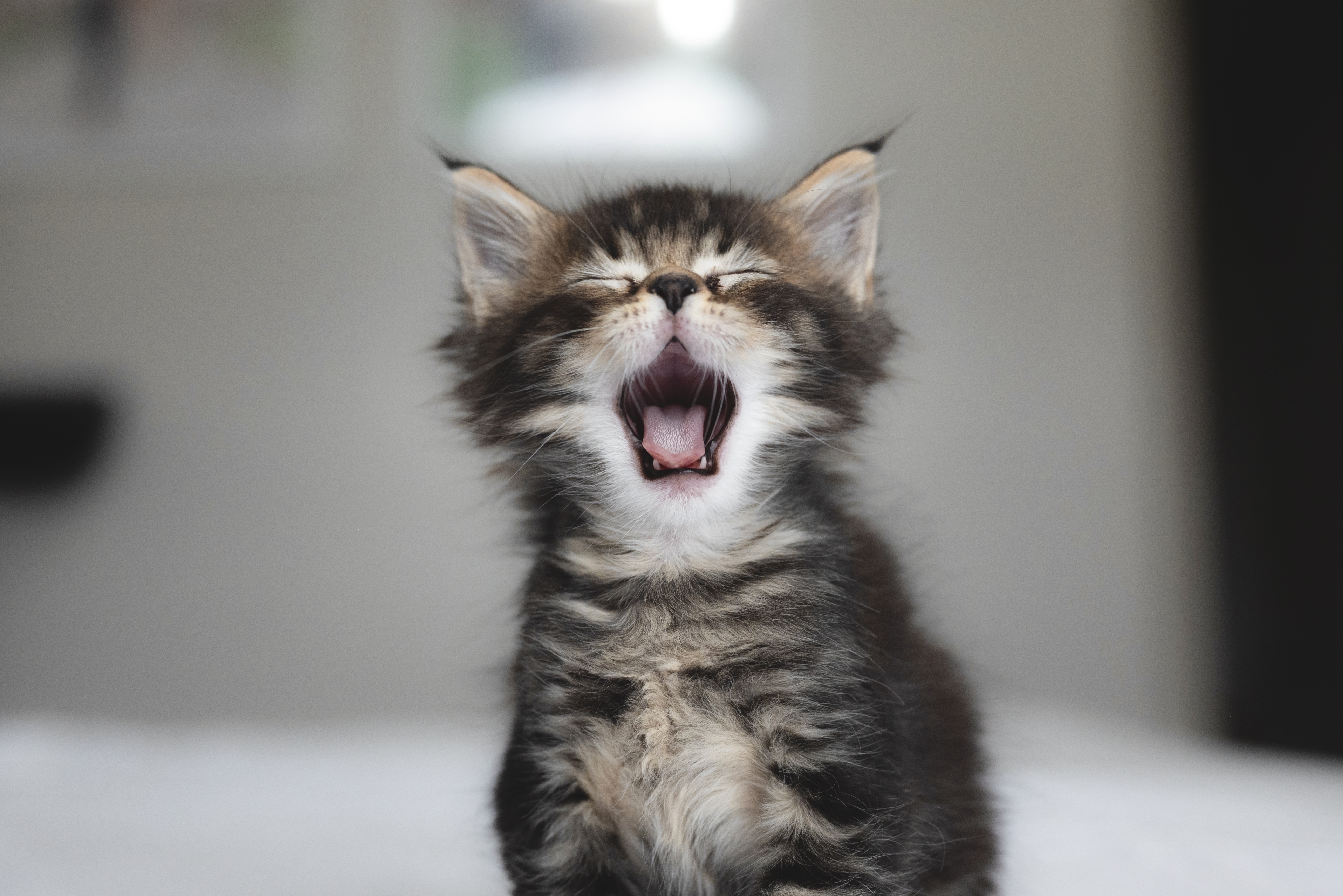 Picture of the Animal Listed