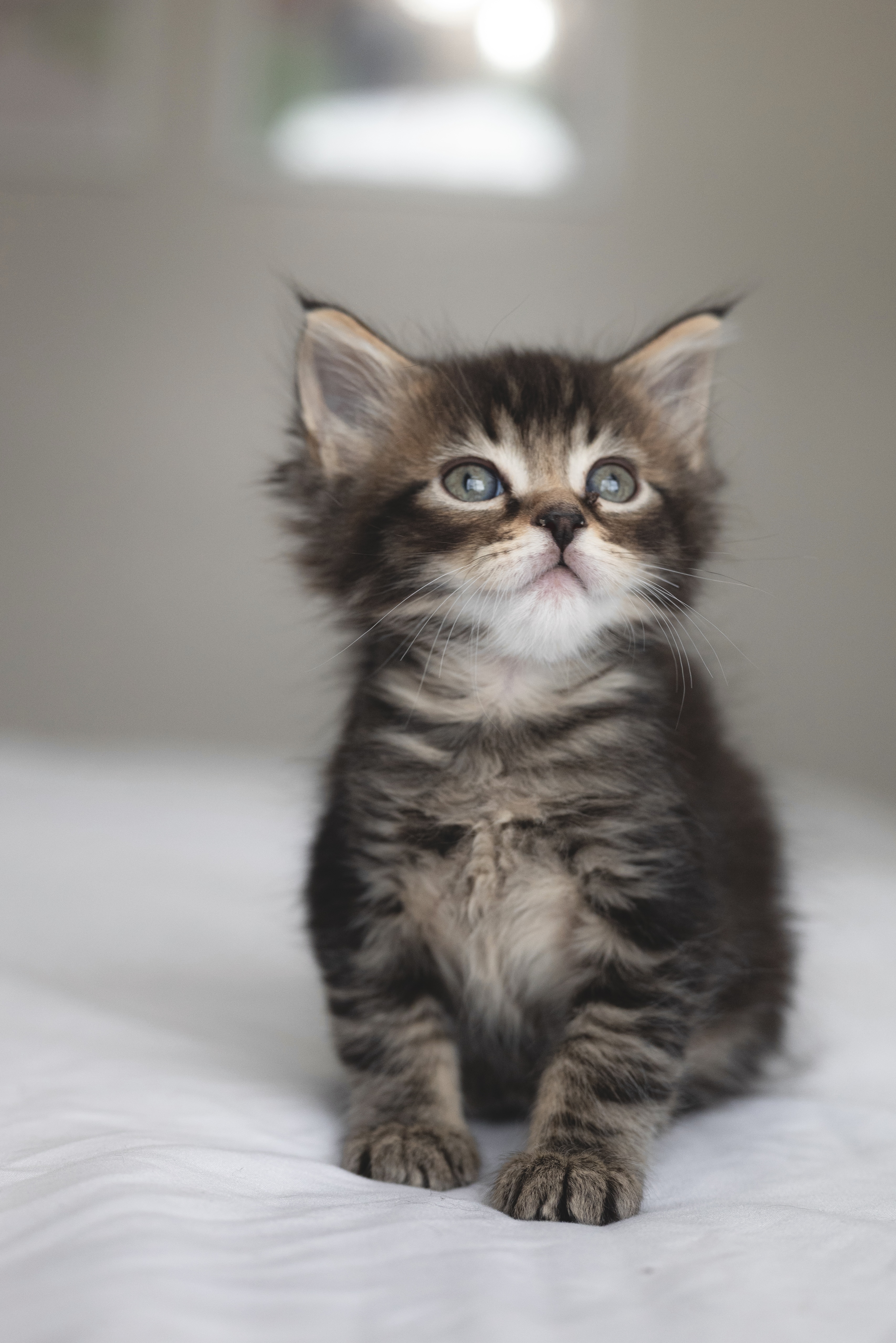 Picture of the Animal Listed