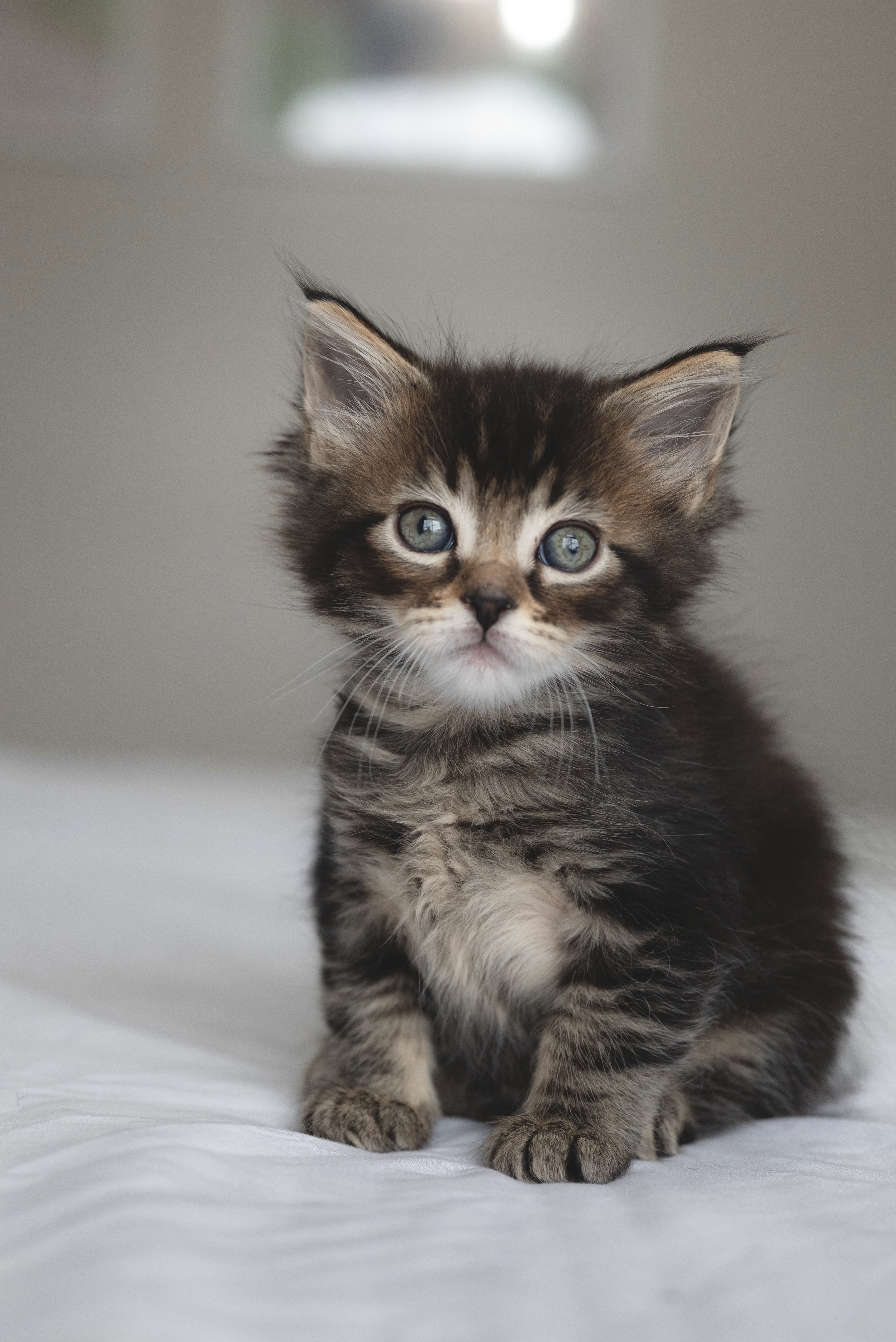 Picture of the Animal Listed