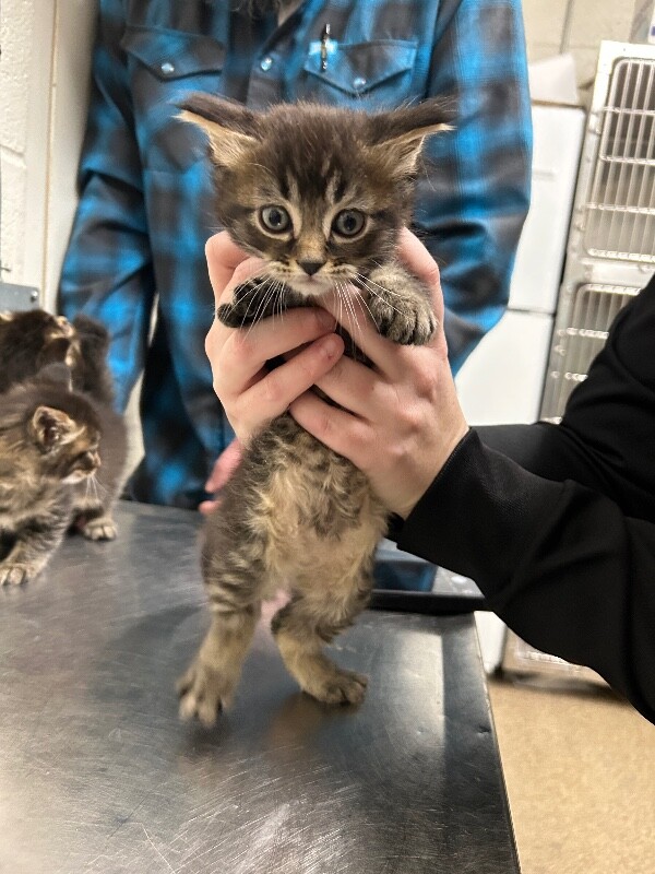 Picture of the Animal Listed