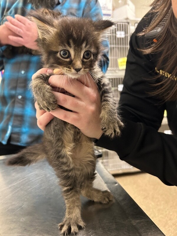 Picture of the Animal Listed