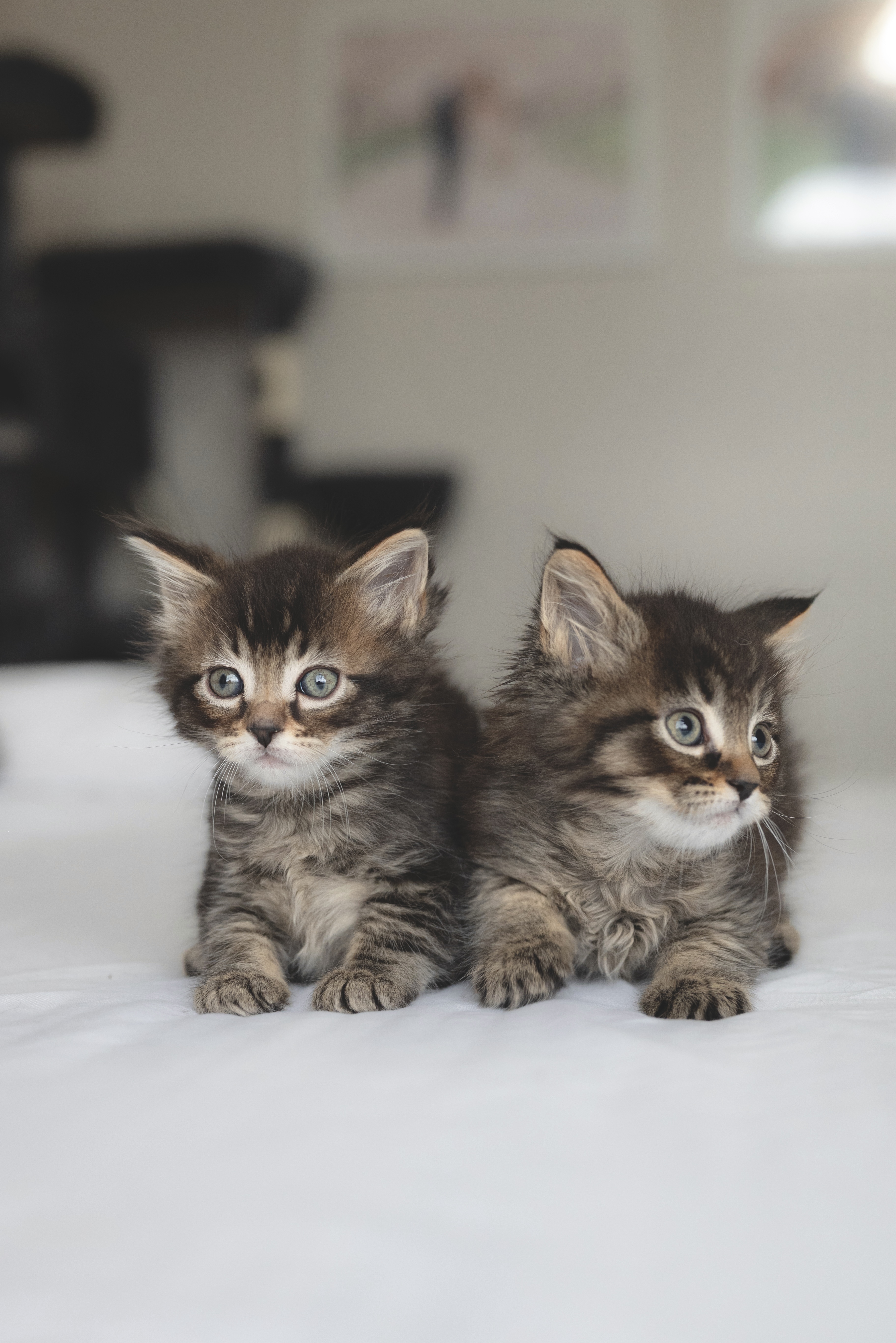 Picture of the Animal Listed