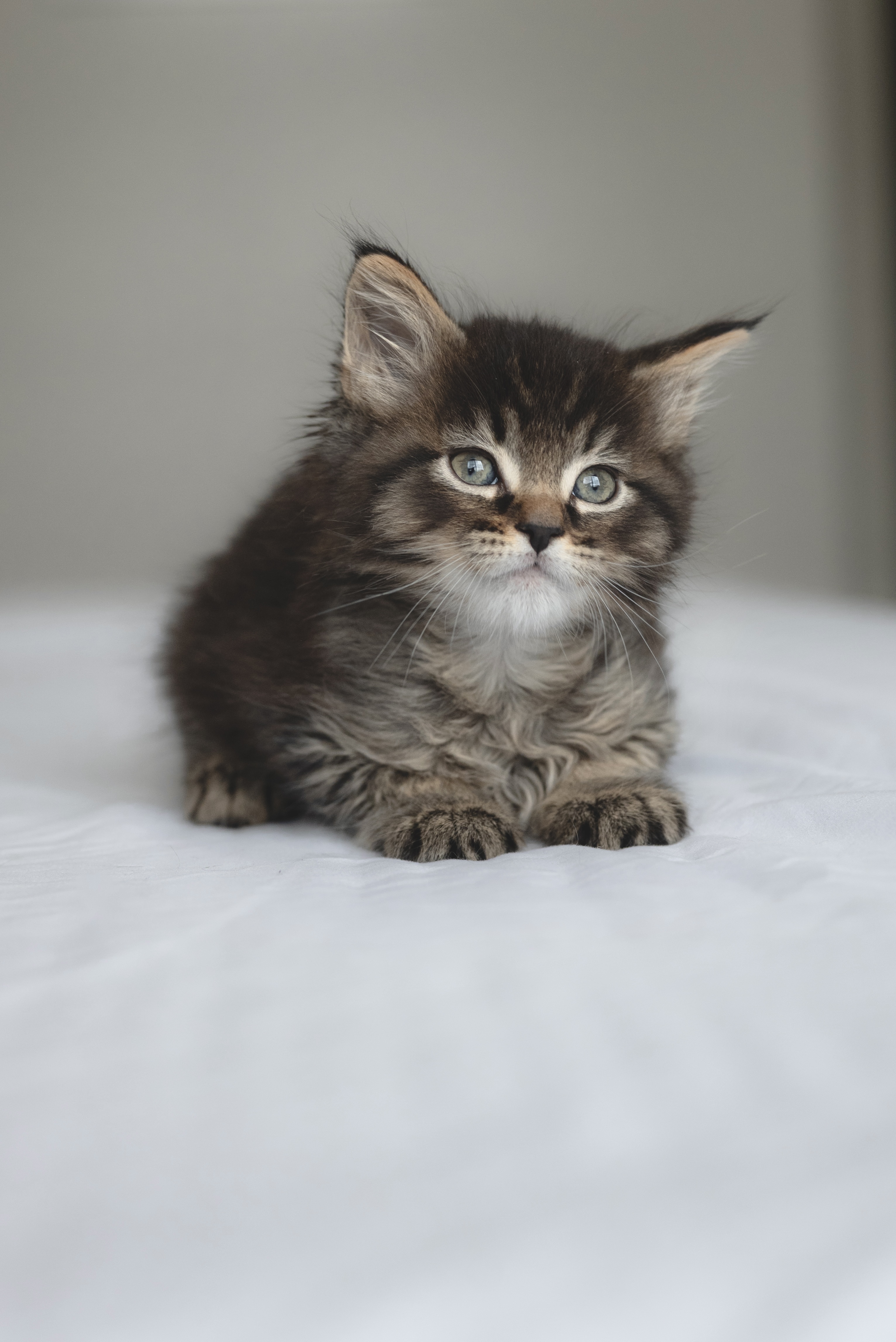 Picture of the Animal Listed