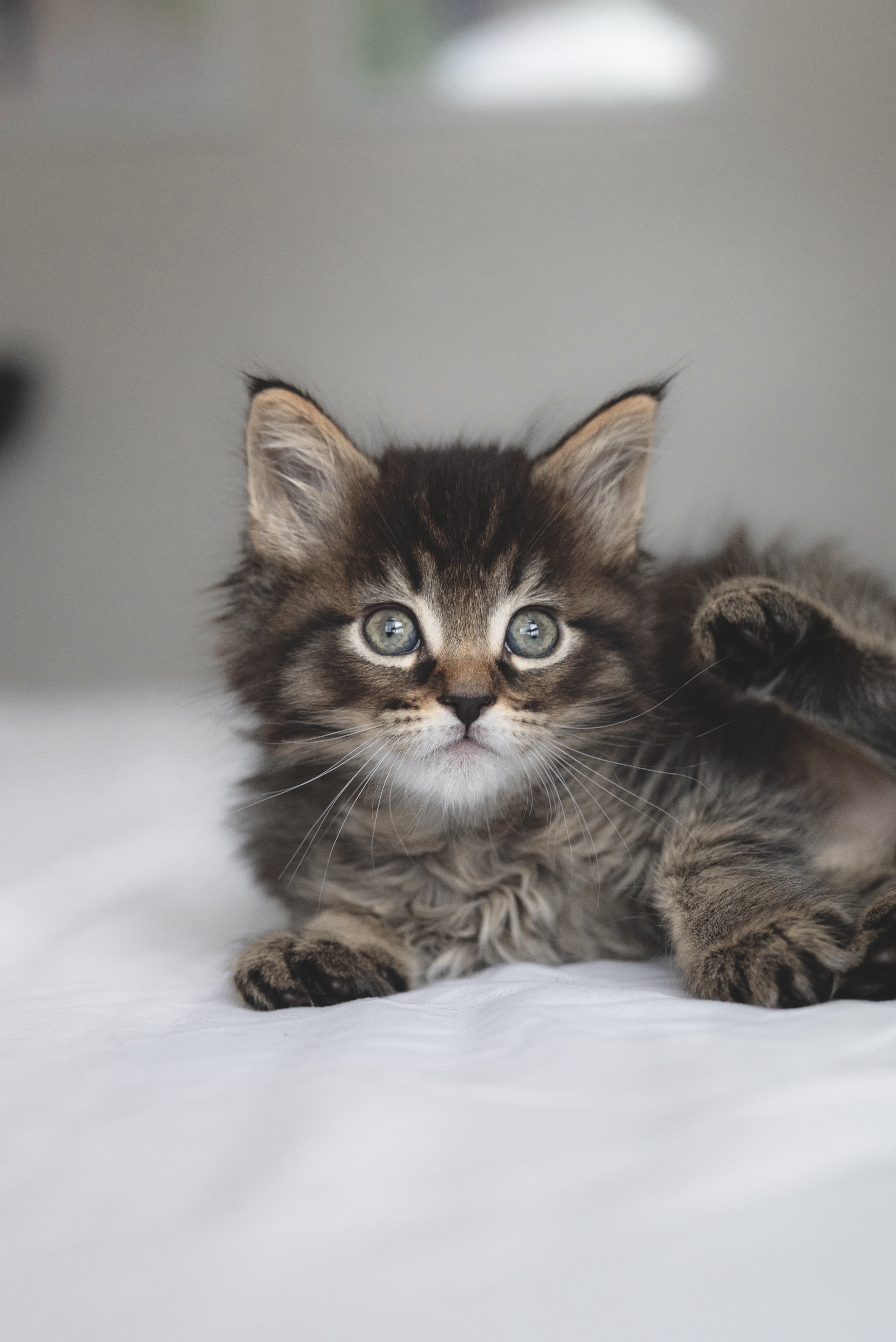 Picture of the Animal Listed