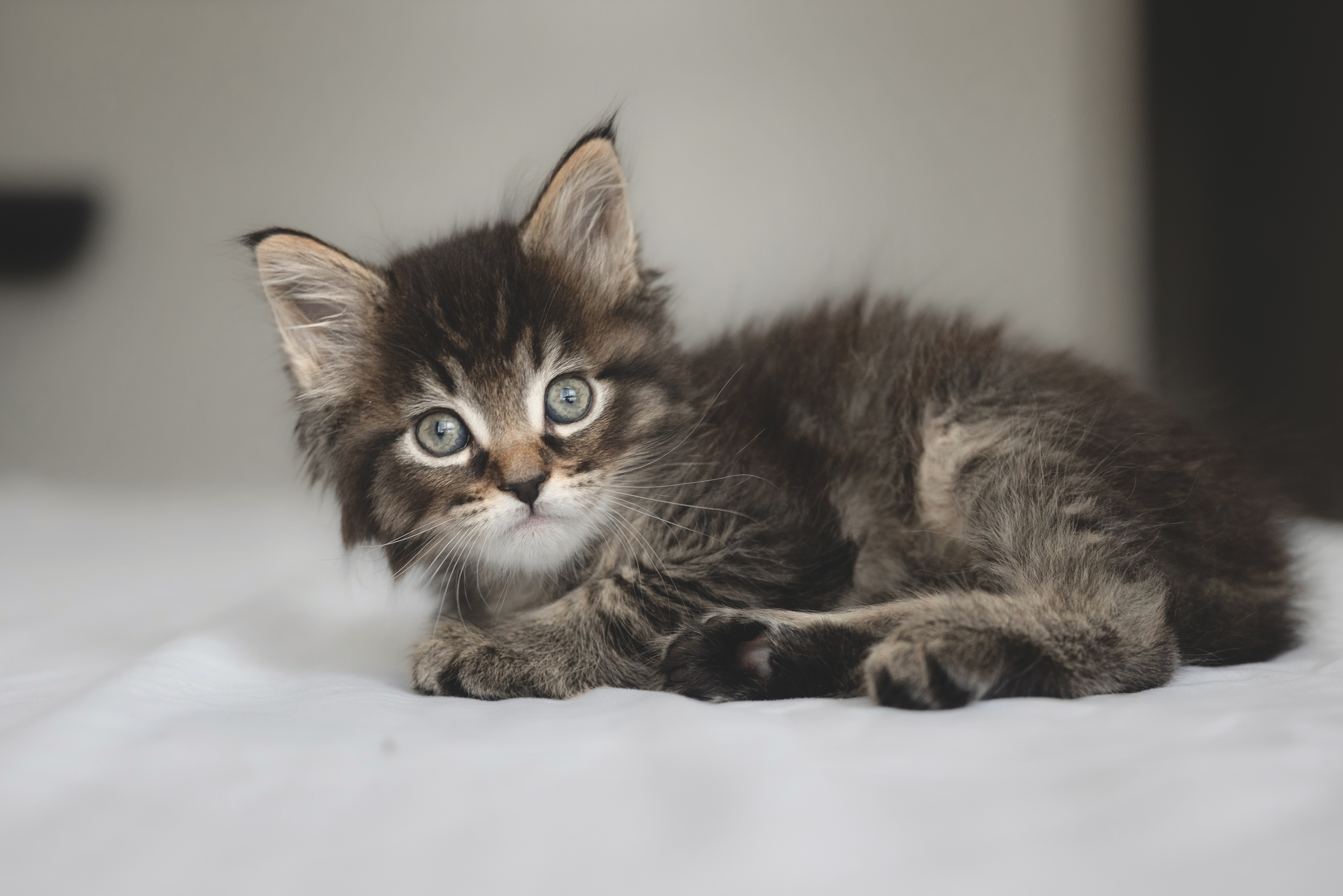 Picture of the Animal Listed